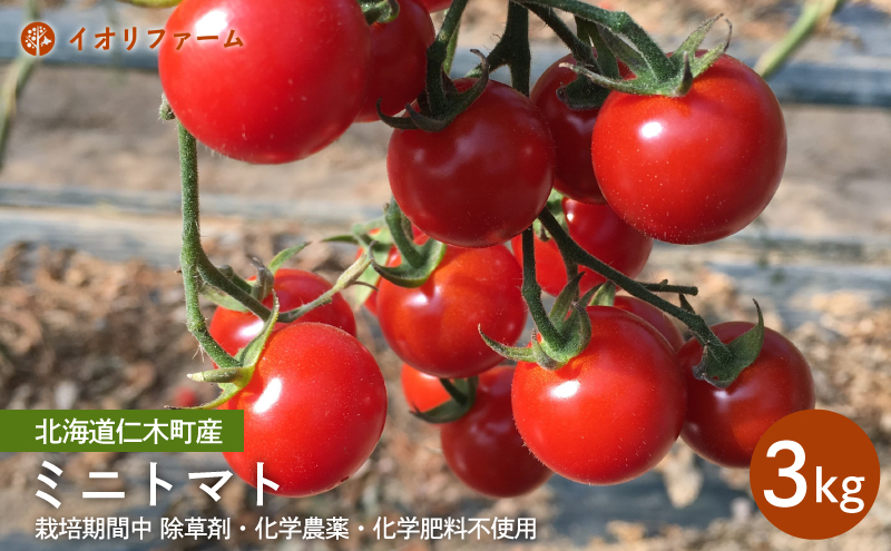 [先行受付]北海道仁木町産 ミニトマト[アイコもしくはまる玉] 3kg 栽培期間中 除草剤・化学農薬・化学肥料不使用【日付指定不可】トマト 野菜 やさい  [iori farm]