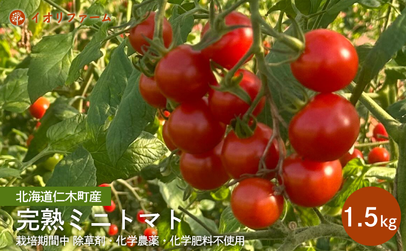 [先行受付]北海道仁木町産 完熟ミニトマト[アイコもしくはまる玉] 1.5kg 栽培期間中 除草剤・化学農薬・化学肥料不使用【日付指定不可】トマト 野菜 やさい [iori farm]