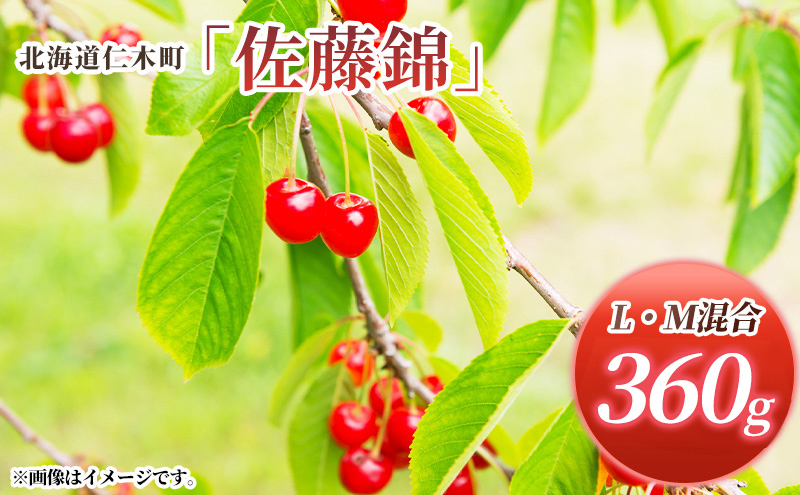 先行受付 北海道 仁木町産 さくらんぼ 佐藤錦 360g (180g×2パック) L-Mサイズ 混合 旬 桜桃 産地直送 サクランボ チェリー フルーツ 果物 果物類 仁木町 仁木 [松山商店]