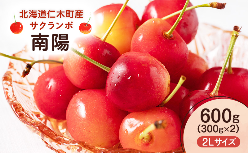 先行予約 北海道 仁木町産 さくらんぼ 南陽 600g （300g×2） 2L以上　旬の果物 サクランボ チェリー フルーツ 果物 果物類 仁木町 仁木 [UMIX FARM]