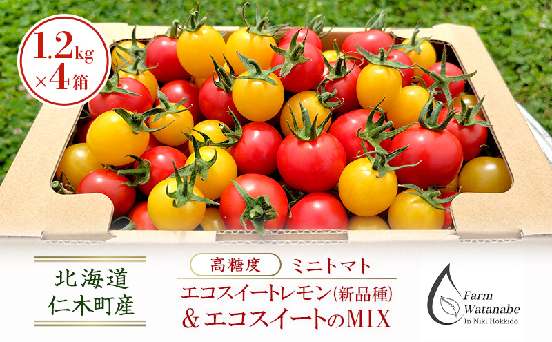 北海道 仁木町産 高糖度 ミニトマト 【エコスイートレモン(新品種)&エコスイートのMIX】1.2kg×4箱 [栽培期間中 農薬・化学肥料不使用、除草剤不使用] サイズ混載 2025年産 [Farm Watanabe]