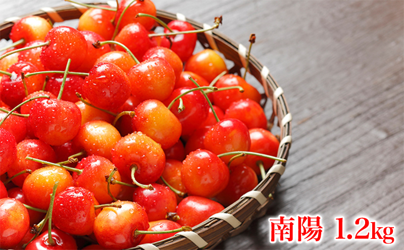 北海道 仁木町産 さくらんぼ 南陽 1.2kg (300g×4パック) Lサイズ以上 旬 桜桃 産地直送 サクランボ チェリー フルーツ 果物 果物類  仁木町 仁木 [松山商店]