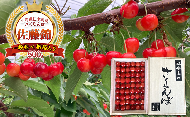 北海道 仁木町産 さくらんぼ【 佐藤錦 】一段並べ 桐箱入り 500g 2Lサイズ以上　食後 デザート 旬の果物 サクランボ チェリー フルーツ 果物 果物類 ギフト 贈答品 仁木町 仁木 [峠のふもと紅果園]