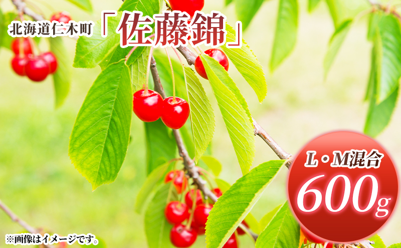 先行受付 北海道 仁木町産 さくらんぼ 佐藤錦 600g (300g×2パック) L・M混合 旬 桜桃 産地直送 サクランボ チェリー フルーツ 果物 果物類 仁木町 仁木 [松山商店]