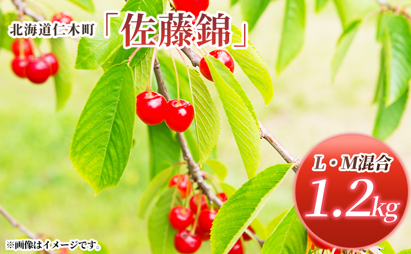 先行受付 北海道 仁木町産 さくらんぼ 佐藤錦 1.2kg (300g×4パック) L-Mサイズ 混合 旬 桜桃 産地直送 サクランボ チェリー フルーツ 果物 果物類 仁木町 仁木 [松山商店]