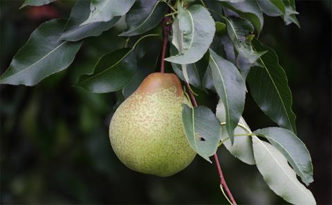 [先行受付] 北海道 仁木町産 千両梨 約5kg 梨 ナシ 果物 くだもの フルーツ 先行予約 [くだもの直売　もり園]