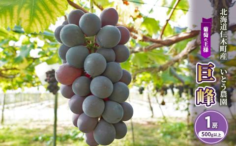 [先行受付] 北海道 仁木町産 葡萄の王様『 巨峰 』1房（500g以上） ぶどう ブドウ 果物 くだもの フルーツ 旬の果物 産地直送 北海道産 [いとう農園]
