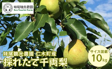 [先行受付/2026年] 仁木町の採れたて「千両梨」サイズ混載 10kg（20個前後）  北海道 仁木 果物 フルーツ なし 梨 ナシ 先行予約 [フルーツショップ妹尾観光農園]