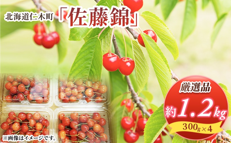 先行受付 北海道 仁木町産 さくらんぼ 佐藤錦 1.2kg (300g×4パック) Lサイズ以上 旬 桜桃 産地直送 サクランボ チェリー フルーツ 果物 果物類 仁木町 仁木 [松山商店]