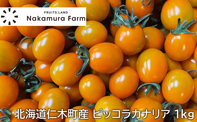 [野菜ソムリエサミット銀賞] この甘さフルーツ級?! ミニトマト 1kg ピッコラカナリア （オレンジ）北海道仁木町産 トマト 野菜 やさい おやつ [3N株式会社]