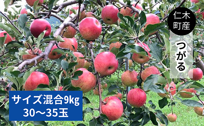 [先行受付/2023年9月から順次出荷]仁木町の採れたてりんご「つがる」9kg≪妹尾観光農園≫