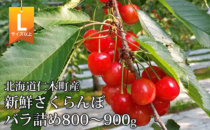 北海道 仁木町産 さくらんぼ (Lサイズ以上)800g〜900g ≪くだものの笠井園≫