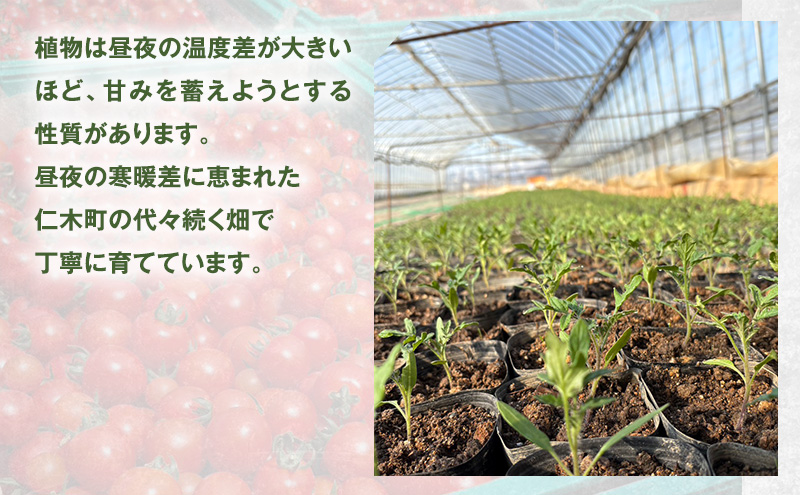 [先行受付] 北海道 仁木町産 ミニトマト キャロルスター 800g  （32粒～50粒）トマト 野菜  国産 プチトマト 甘み 使いやすい サラダ お弁当 家庭用 子供に人気  リコピン [REDA FARM]