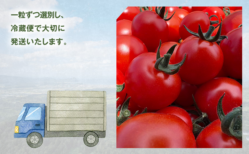 [先行受付] 北海道 仁木町産 ミニトマト キャロルスター 1.6kg （64粒～100粒）トマト 野菜 国産 プチトマト 甘み 使いやすい サラダ お弁当 家庭用 子供に人気 リコピン [REDA FARM]