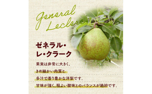 【先行受付：2026年10月中旬以降発送分】洋梨（ゼネラル・レ・クラーク） 5kg 香り豊か 甘味が強い 程よい酸味 北海道 余市 季節限定 フルーツ デザート_Y010-0654