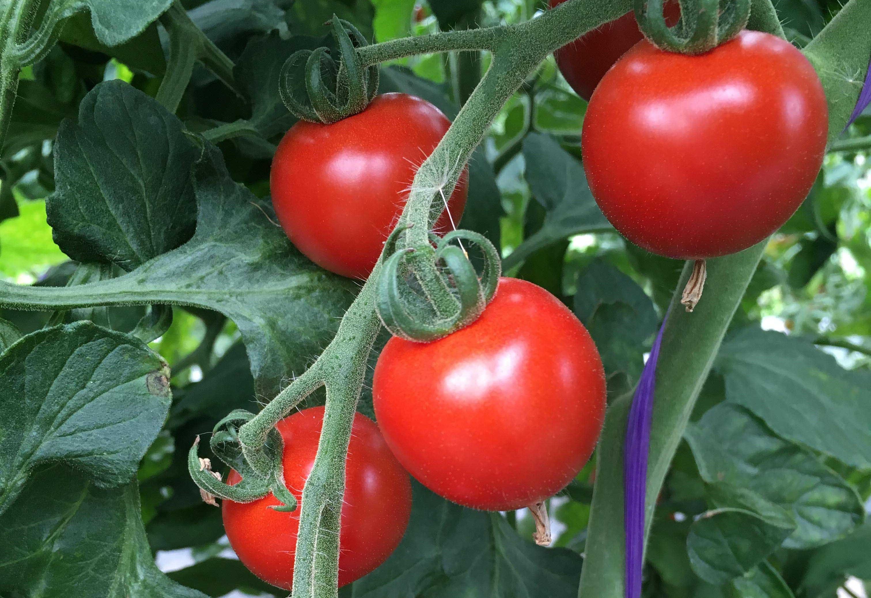 【定期便12回】自社農園産 中玉トマト100％ジュース 食塩無添加 1,000ｍｌ×6本セット×12回_Y018-0073