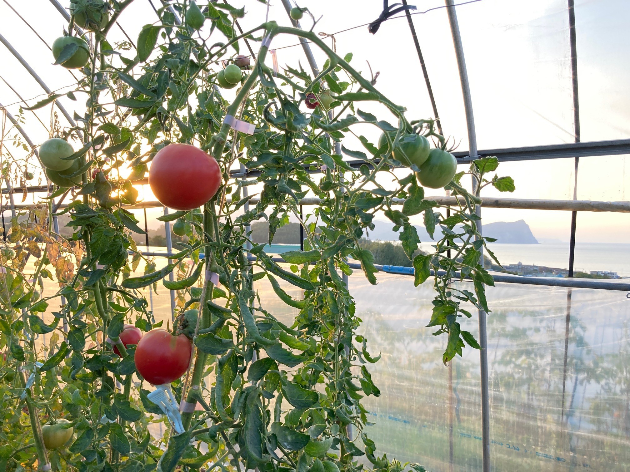 〔先行受付〕しおかぜの畑 中野ファーム 余市産 フルーツトマト　1kg(2026年初夏発送)　高糖度トマト 余市 北海道 甘い 旨味 美食 ブランド 季節 余市トマト 北海道産トマト ブランドトマト 人気トマト 高糖度のトマト_Y037-0350