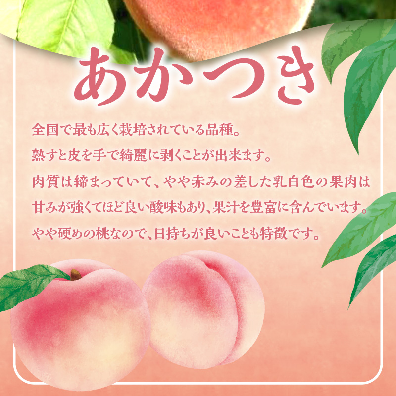 【2026年産 先行予約】＜北海道余市産＞桃「あかつき」1.5kg（6～10玉）_Y103-0058