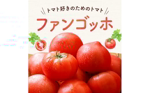 【先行予約：2026年7月下旬頃より発送】NicoFarm ファンゴッホ（中玉トマト）2Kg_Y124-0018