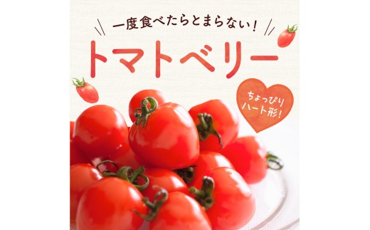【先行予約2026年7月】樹上完熟！トマト3種食べ比べ 各1kg ミニ・中玉セット トマトベリー・Nicoロッソ・ファンゴッホ_Y124-0024