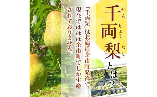 【2026年9月下旬以降発送】千両梨 10kg箱(22玉前後)北海道産 余市町産 シャキシャキとした食感とサッパリとした甘みが特徴 季節限定 千両梨 季節の味覚 10kg 箱 梨 ほぼ余市町でしか生産されていない 果物 フルーツ 贈り物 ギフト フルーツギフト お取り寄せ 北海道 余市町産 送料無料_Y015-0035