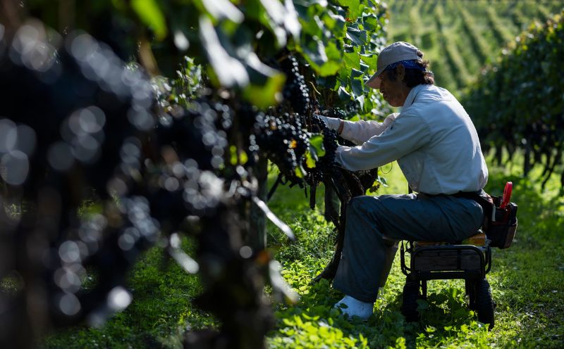 葡萄作りの匠「北島秀樹」ケルナー2020セット_Y034-0092