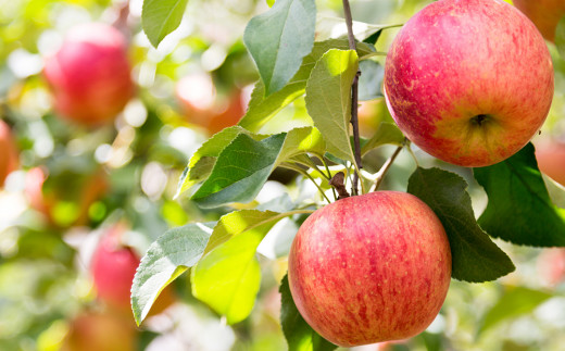 りんごの産地 北海道産 りんご ジュース アップルジュース りんごのほっぺ 1L × 5本 果汁100% ストレート 紙パック ジュース 飲料 果物 フルーツ りんご アップル 美味しい お取り寄せ 飲み物 贈り物 ギフト プレゼント 北海道 余市町_Y034-0117