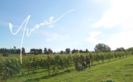 【数量限定】余市「ワイナリー夢の森」ケルナー2023 750ml 《３本セット》_Y034-0120