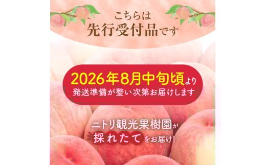 【先行予約：2026年8月中旬以降発送】フルーツ王国余市産「桃」規格外品3kg【ニトリ観光果樹園】_Y074-0148