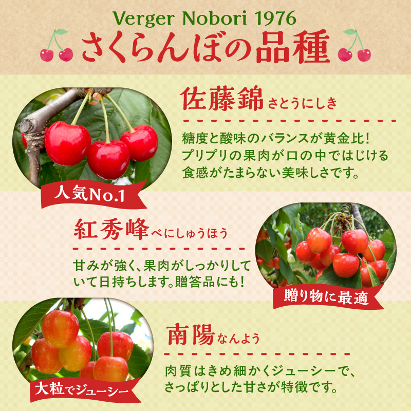 【2026年産 先行予約】＜北海道余市産＞さくらんぼ「紅秀峰」（M～2Lサイズバラ詰め）500g×2パック_Y103-0054