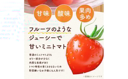 【先行予約：2026年7月下旬頃より発送】NicoFarm トマトベリー（ミニトマト）1Kg_ Y124-0011