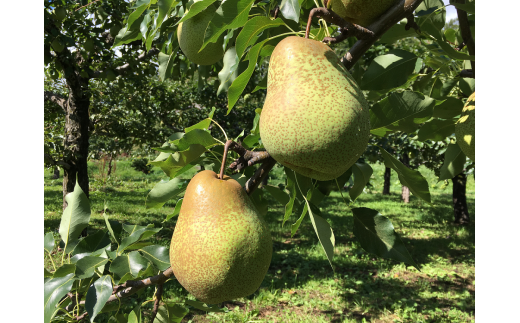 余市まるごと搾り　千両梨ジュース　6本セット_Y015-0034