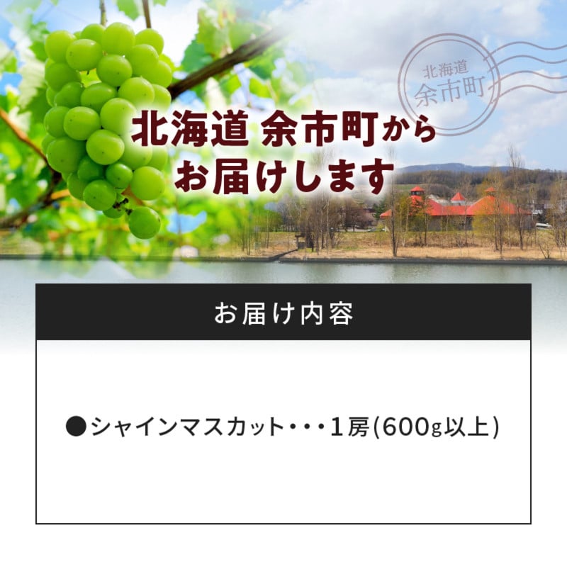 【先行受付：2026年10月上旬以降発送分】シャインマスカット 1房（600ｇ以上）_Y010-0658