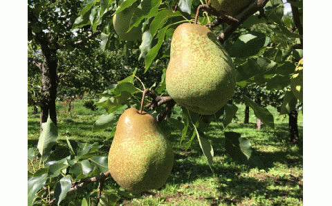 余市まるごと搾り　千両梨ジュース　3本セット_Y015-0007