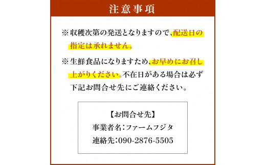 【2026年9月下旬以降発送】千両梨 10kg箱(22玉前後)北海道産 余市町産 シャキシャキとした食感とサッパリとした甘みが特徴 季節限定 千両梨 季節の味覚 10kg 箱 梨 ほぼ余市町でしか生産されていない 果物 フルーツ 贈り物 ギフト フルーツギフト お取り寄せ 北海道 余市町産 送料無料_Y015-0035