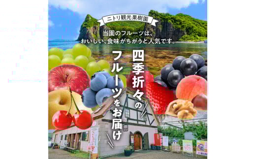 【先行予約：2026年8月中旬以降発送】フルーツ王国余市産「桃」規格外品3kg【ニトリ観光果樹園】_Y074-0148