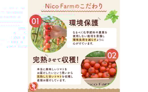 【先行予約：2026年7月下旬頃より発送】NicoFarm トマトベリー（ミニトマト）1Kg_ Y124-0011