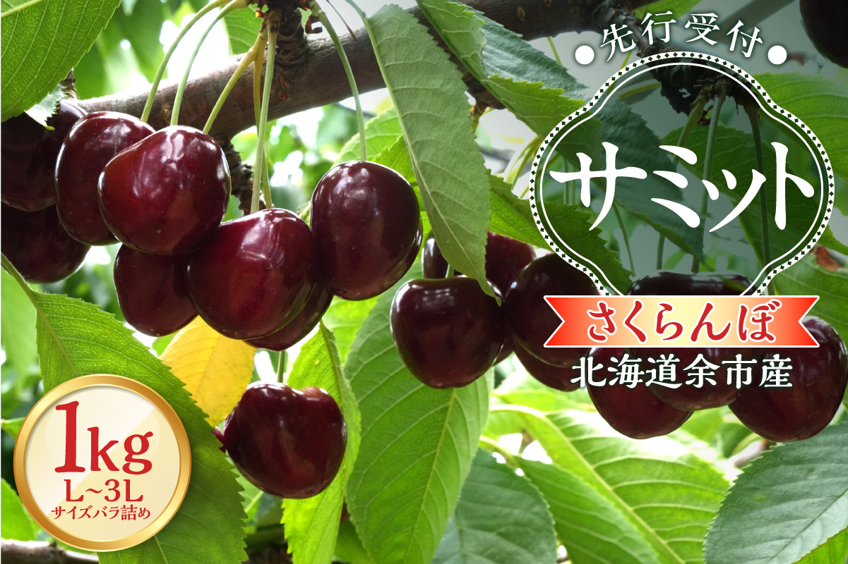 【2026年産 先行予約】＜北海道余市産＞さくらんぼ「サミット」（L～3Lサイズバラ詰め）500ｇ×2パック_Y103-0056