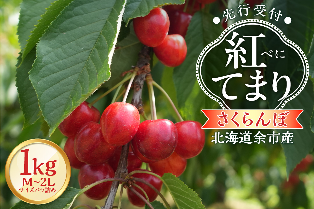 【2026年産 先行予約】＜北海道余市産＞さくらんぼ「紅てまり」（M～2Lサイズバラ詰め）500ｇ×2パック_Y103-0057