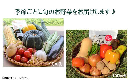 【１０月発送】道の駅あかいがわ直売所野菜詰合せ