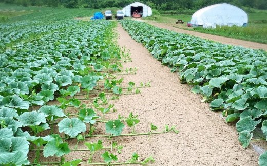 ＡＢＥ　ＦＡＲＭのかぼちゃ（北海道赤井川村のかぼちゃ専門農家）