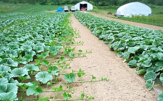【２箱】マダムの休日（美味しいかぼちゃをふんだんに使ったレトルトカレー）