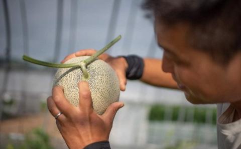 【１玉入】やなぎさわ農園の甘い赤肉メロン