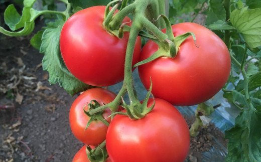 【１リットル２本】関野農場の有機トマトジュース（北海道赤井川村）