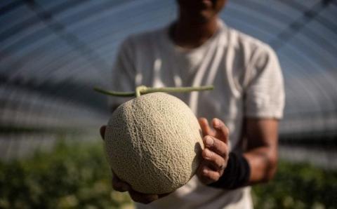【１玉入】やなぎさわ農園の甘い赤肉メロン