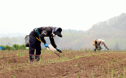 1.【グリーン】新見ファームの有機アスパラ：配送５月中旬～