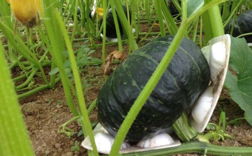 ＡＢＥ　ＦＡＲＭのかぼちゃ（北海道赤井川村のかぼちゃ専門農家）