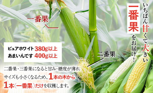 北海道産 とうもろこし 令和8年発送 ピュアホワイト10本 朝採り 生食 産地直送 数量限定 期間限定 とうきび スイートコーン