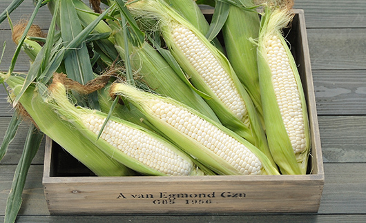 北海道産 とうもろこし 令和8年発送 ピュアホワイト20本 朝採れ 一番果 産地直送 数量限定 期間限定