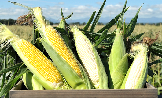 北海道産 とうもろこし 令和8年発送 ピュアホワイト5本＆あまいんです5本 食べ比べ 朝採れ 一番果 産地直送 数量限定 期間限定